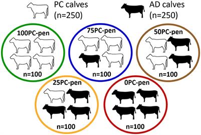 Impacts of commingling preconditioned and auction-derived beef calves on bovine respiratory disease related morbidity, mortality, and weight gain